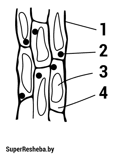 bio-10cl-lab2-1