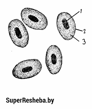 bio-10cl-lab2-3